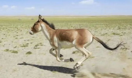 马和驴视频,一场跨物种的和谐互动